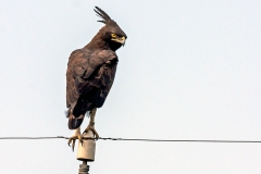 Long-crested Eagle [Lophaetus occipitalis]