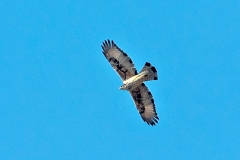 African Hawk-Eagle [Aquila spilogaster]