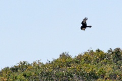 Black Harrier [Circus maurus ]