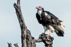 White-headed Vulture [Trigonoceps occipitalis]
