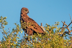 Brown Snake Eagle [Circaetus cinereus]
