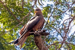 Yellow-billed Kite [Milvus aegyptius parasitus]