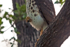 African Goshawk [Aerospiza tachiro tachiro]