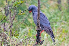 Dark Chanting Goshawk [Melierax metabates mechowi]