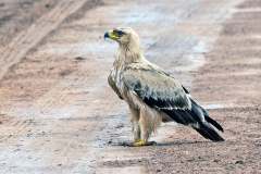 Tawny Eagle [Aquila rapax rapax]