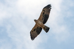 Ayres's Hawk-Eagle [Hieraaetus ayresii]