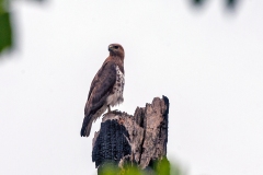 Red-necked Buzzard [Buteo auguralis]