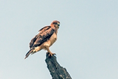 Red-necked Buzzard [Buteo auguralis]