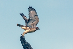 Red-necked Buzzard [Buteo auguralis]
