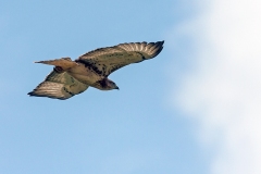 Red-necked Buzzard [Buteo auguralis]