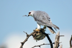 Black-winged Kite [Elanus caeruleus caeruleus]