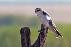 Black-winged Kite [Elanus caeruleus caeruleus]