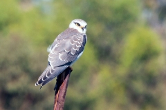 Black-winged Kite [Elanus caeruleus caeruleus]