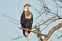 African Fish Eagle [Icthyophaga vocifer]