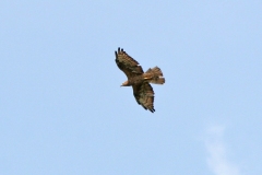 European Honey Buzzard [Pernis apivorus]