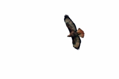 Common Buzzard [Buteo buteo vulpinus]