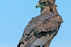 Bateleur [Terathopius ecaudatus]