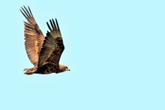 Bateleur [Terathopius ecaudatus]