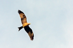 Yellow-billed Kite [Milvus aegyptius parasitus]