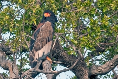 Bateleur [Terathopius ecaudatus]