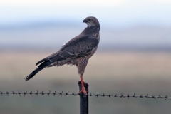 Pale Chanting Goshawk [Melierax canorus canorus]