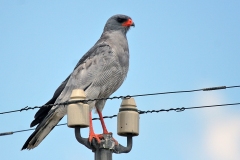 Pale Chanting Goshawk [Melierax canorus canorus]
