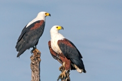 African Fish Eagle [Icthyophaga vocifer]