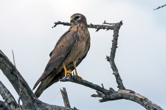 Pallid Harrier [Circus macrourus]