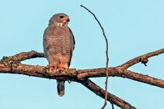 Lizard Buzzard [Kaupifalco monogrammicus meridionalis]