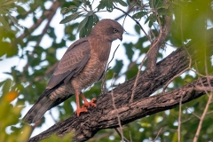 Dark Chanting Goshawk [Melierax metabates mechowi]