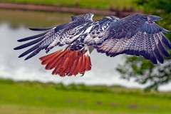 Augur Buzzard [Buteo augur augur]