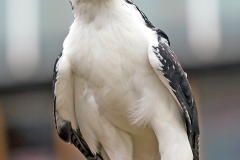 Augur Buzzard [Buteo augur augur]
