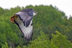 Augur Buzzard [Buteo augur augur]