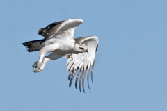 Martial Eagle [Polemaetus bellicosus]