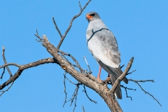 Pale Chanting Goshawk [Melierax canorus argentior]