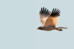 Pale Chanting Goshawk [Melierax canorus argentior]