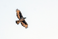 African Hawk-Eagle [Aquila spilogaster]