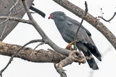 African Harrier-Hawk [Polyboroides typus typus]