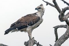Martial Eagle [Polemaetus bellicosus]