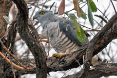 African Cuckoo-Hawk [Aviceda cuculoides verreauxii]