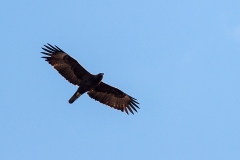 Wahlberg's Eagle [Hieraaetus wahlbergi]