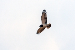 Black-chested Snake Eagle [Circaetus pectoralis]