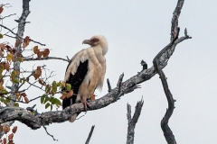Palm-nut Vulture [Gypohierax angolensis]