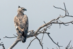 Martial Eagle [Polemaetus bellicosus]