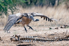 White-backed Vulture [Gyps africanus]
