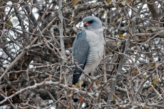 Gabar Goshawk [Micronisus gabar gabar]