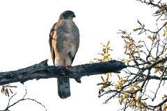 African Goshawk [Aerospiza tachiro tachiro]