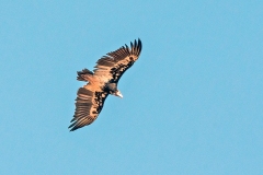 White-headed Vulture [Trigonoceps occipitalis]