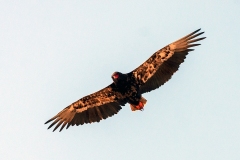 Bateleur [Terathopius ecaudatus]