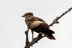 African Harrier-Hawk [Polyboroides typus typus]